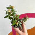 Begonia tripartita - Welsh Grown - Sprouts of Bristol