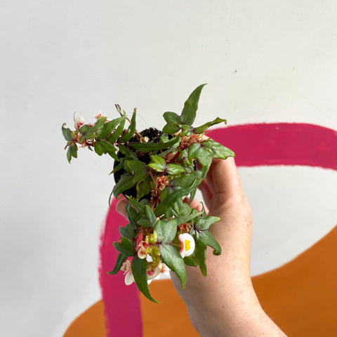 Begonia tripartita - Welsh Grown - Sprouts of Bristol