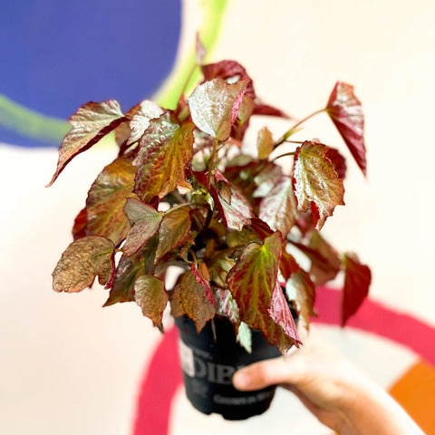 Begonia 'Two Face' - Welsh Grown - Sprouts of Bristol