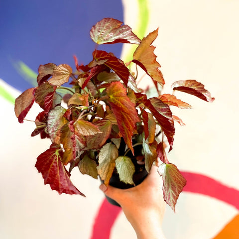Begonia 'Two Face' - Welsh Grown - Sprouts of Bristol