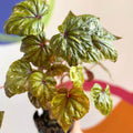 Begonia wollnyii syn. williamsii - Welsh Grown - Sprouts of Bristol