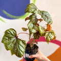 Begonia wollnyii syn. williamsii - Welsh Grown - Sprouts of Bristol