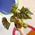 Begonia wollnyii syn. williamsii - Welsh Grown - Sprouts of Bristol