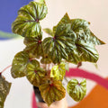 Begonia wollnyii syn. williamsii - Welsh Grown - Sprouts of Bristol