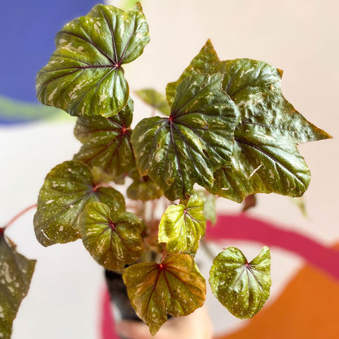 Begonia wollnyii syn. williamsii - Welsh Grown - Sprouts of Bristol