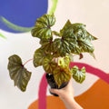 Begonia wollnyii syn. williamsii - Welsh Grown - Sprouts of Bristol