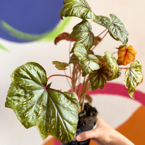 Begonia wollnyii syn. williamsii - Welsh Grown - Sprouts of Bristol