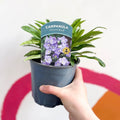 Bellflower - Campanula persicifolia 'Takion Blue' - British Grown Perennial - Sprouts of Bristol