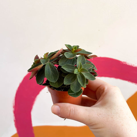Belly Button Peperomia - Peperomia verticillata 'Red Log' - Sprouts of Bristol