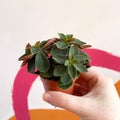 Belly Button Peperomia - Peperomia verticillata 'Red Log' - Sprouts of Bristol