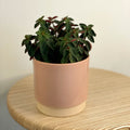 Belly Button Peperomia - Peperomia verticillata 'Red Log' - Sprouts of Bristol
