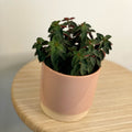 Belly Button Peperomia - Peperomia verticillata 'Red Log' - Sprouts of Bristol