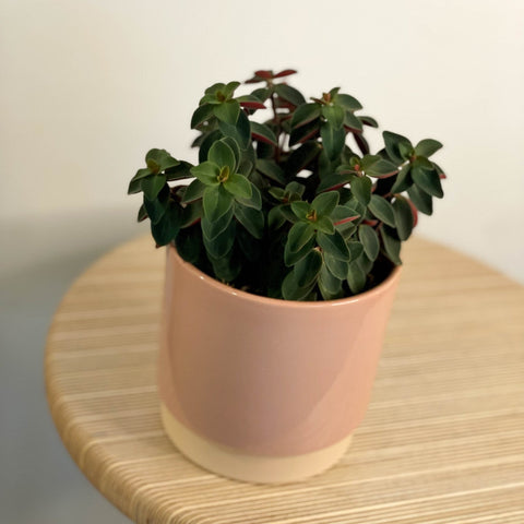 Belly Button Peperomia - Peperomia verticillata 'Red Log' - Sprouts of Bristol