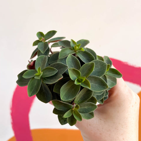 Belly Button Peperomia - Peperomia verticillata 'Red Log' - Sprouts of Bristol