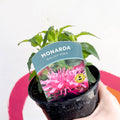 Bergamot - Monarda didyma 'Balmy Pink' - British Grown Perennial - Sprouts of Bristol