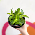 Bergamot - Monarda didyma 'Balmy Pink' - British Grown Perennial - Sprouts of Bristol