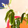 Bergonia cornitepala - Welsh Grown - Sprouts of Bristol