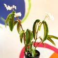 Bergonia cornitepala - Welsh Grown - Sprouts of Bristol