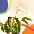 Bergonia cornitepala - Welsh Grown - Sprouts of Bristol