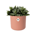 B.For Soft Round Pot - Sprouts of Bristol