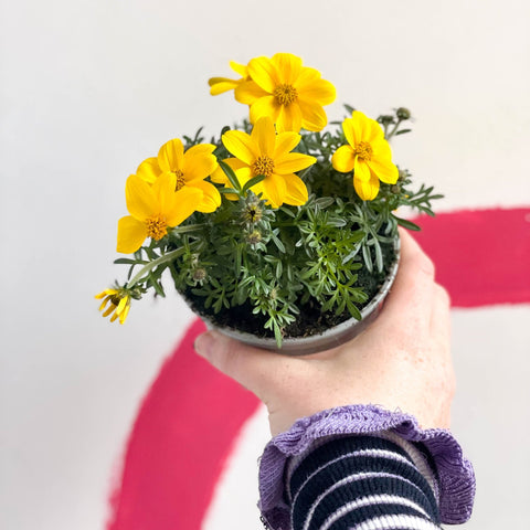 Bidens ferulifolia 'Eldorado' - Sprouts of Bristol
