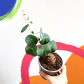 Binh Voi - Stephania pierrei ‘Erecta’ - Sprouts of Bristol