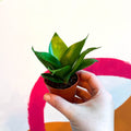 Bird's Nest Snake Plant - Sansevieria trifasciata 'Jade' - Sprouts of Bristol