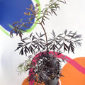 Black Elder - Sambucus nigra 'Black Lace' - Deciduous Shrub - Sprouts of Bristol