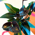 Black Flamingo Flower - Anthurium 'Black Love' - Sprouts of Bristol