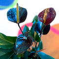 Black Flamingo Flower - Anthurium 'Black Love' - Sprouts of Bristol