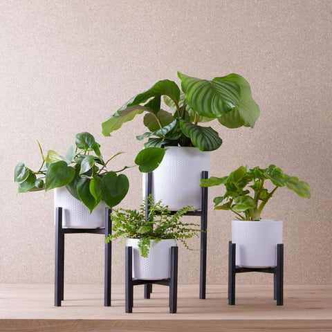 Black Metal Plant Stand - Sprouts of Bristol
