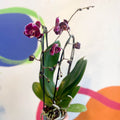 Black Moth Orchid - Phalaenopsis 'Black Mambo' - Sprouts of Bristol