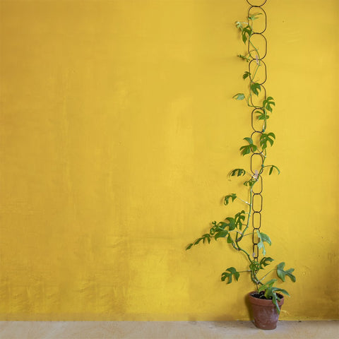 Black Support for Climbing Plants - Sprouts of Bristol