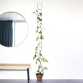 Black Support for Climbing Plants - Sprouts of Bristol