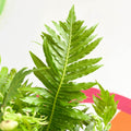 Blechnum gibbum 'Silver Lady' - Sprouts of Bristol