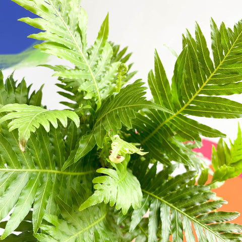 Blechnum gibbum 'Silver Lady' - Sprouts of Bristol