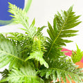 Blechnum gibbum 'Silver Lady' - Sprouts of Bristol