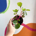 Bloodleaf - Iresine herbstii 'Funny Gold' - Sprouts Grown By Us - Sprouts of Bristol