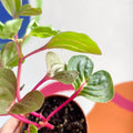 Bloodleaf - Iresine herbstii 'Funny Gold' - Sprouts Grown By Us - Sprouts of Bristol