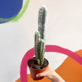 Blue Columnar Cactus - Pilosocereus pachycladus - Sprouts of Bristol