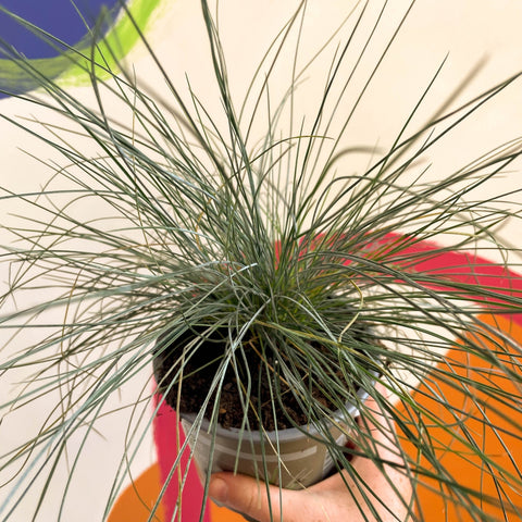 Blue Fescue Grass - Festuca ovina 'Glauca' - Sprouts of Bristol