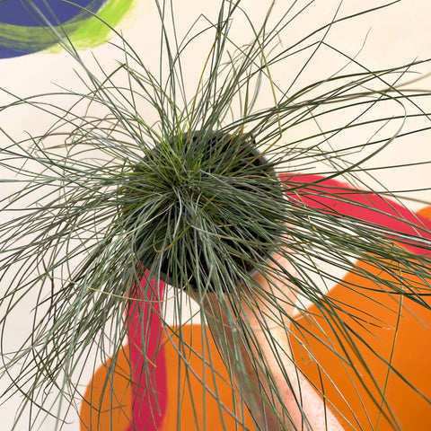Blue Fescue Grass - Festuca ovina 'Glauca' - Sprouts of Bristol