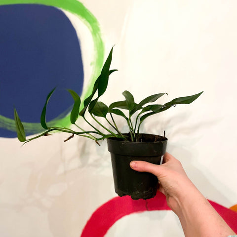 Blue Form Pothos - Epipremnum pinnatum - Sprouts of Bristol