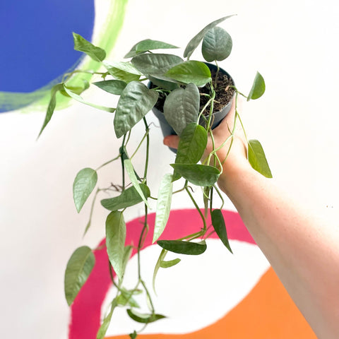 Blue Pothos - Epipremnum pinnatum ‘Cebu Blue’ - Sprouts of Bristol