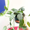 Blue Pothos - Epipremnum pinnatum ‘Cebu Blue’ - Sprouts of Bristol
