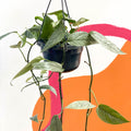 Blue Pothos - Epipremnum pinnatum ‘Cebu Blue’ - Sprouts of Bristol