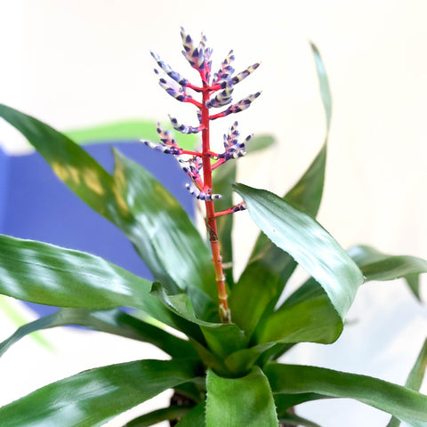 Blue Rain Bromeliad - Aechmea 'Blue Rain' - Sprouts of Bristol