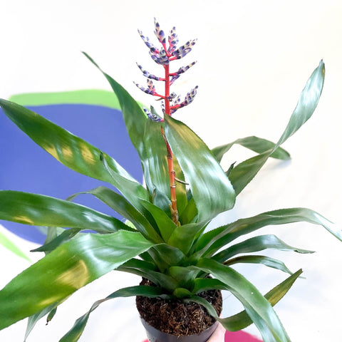 Blue Rain Bromeliad - Aechmea 'Blue Rain' - Sprouts of Bristol