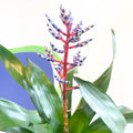 Blue Rain Bromeliad - Aechmea 'Blue Rain' - Sprouts of Bristol