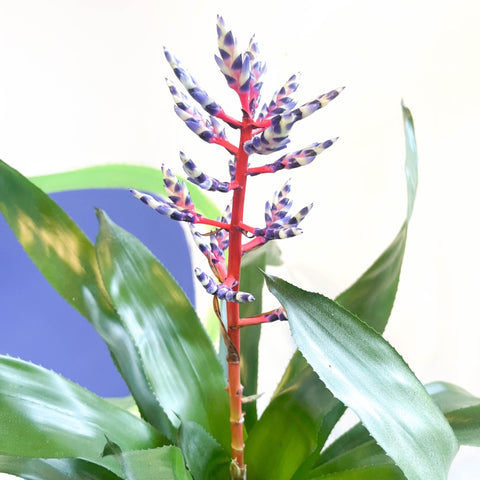 Blue Rain Bromeliad - Aechmea 'Blue Rain' - Sprouts of Bristol